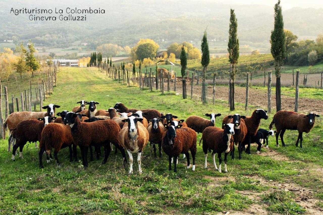 Agriturismo La Colombaia Villa Викио Екстериор снимка