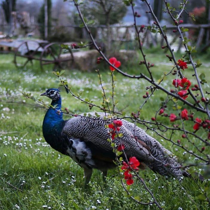 Agriturismo La Colombaia Villa Викио Екстериор снимка